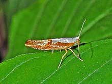 Argyrestiidae - Argyresthia pruniella-003.JPG 