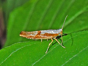 Argyrestiidae - Argyresthia pruniella-003.JPG