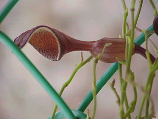 <i>Aristolochia maxima</i> Species of vine