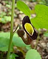 * Nomination Aristolochia steupii. Wild-growing plant in the woods near Sochi. --Sergei Kazantsev 16:26, 6 May 2015 (UTC) * Promotion Good quality. --Uoaei1 17:45, 6 May 2015 (UTC)