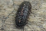 Vorschaubild für Armadillidium opacum