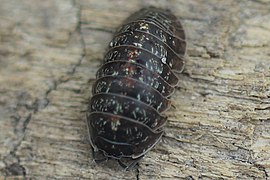 Armadillidium opacum