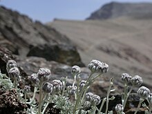 Drobná šedě plstnatá bylina ve vysokých horách