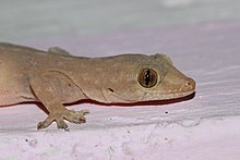 Head profile Asian House Gecko close up from bangalore.jpg