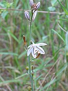 Asphodelus tenuifolius