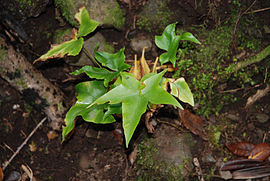 Asplenium hemionitis (hábito)