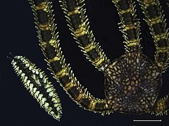 File:Associations of echinoderms (10.3897-zookeys.921.32802) Figure 4.jpg (Category:Ophionereis annulata)