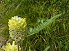 Astragalus-alopecurus-Navillod.jpg