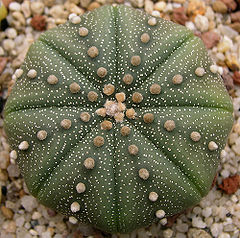 Description de l'image Astrophytum_asterias1.jpg.