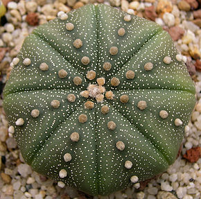 Beschreibung des Bildes Astrophytum_asterias1.jpg.