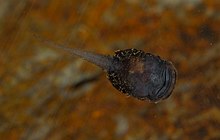 Tadpole Atelopus glyphus tadpole.jpg