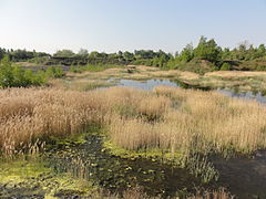 Auberchicourt - Terril n ° 125, Sainte Marie Est (019). JPG