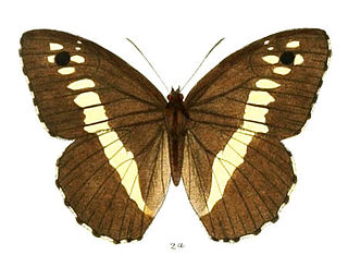 <i>Aulocera swaha</i> Species of butterfly