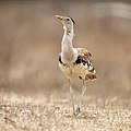 Australian Bustard, West Mary Rd, Maryfarms, Tablelands, Queensland, Australia