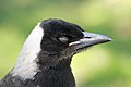 Australian Magpie closed eyes.jpg