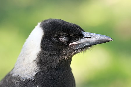 Juvenile Australian Magpie portrait with its eyes closed.