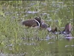 File:Australian Painted-snipe fem.ogv