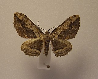 <i>Austrocidaria bipartita</i> Species of moth