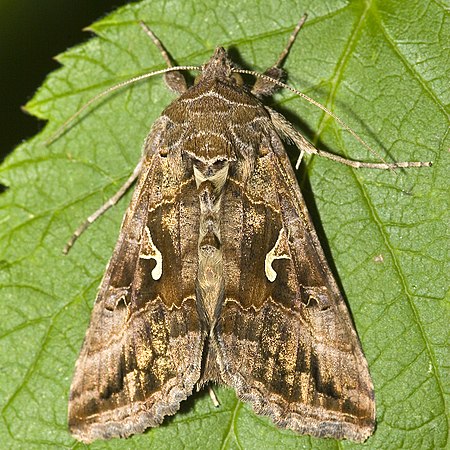 Autographa_gamma