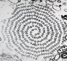 Cross-section of the double spiral microtubule structure in an axopod Axopodium Mikrotubuli.jpg