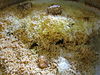 Biriyani