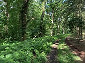 Wirtschaftsweg am nordöstlichen Rand der Pennekuhle