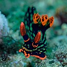 Nembrotha kubaryana de Filipinas.