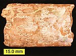 Ostanek biogenega aragonita (tanka, mavrično obarvana lupina) na amonitu Baculites iz pozne krede (Pierre Shale, Južna Dakota, ZDA)
