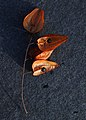 Baden-Baden-Koelreuteria paniculata-88-Blasen-Esche-Frucht-2017-gje.jpg