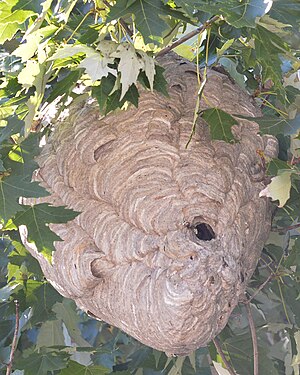 Wasp Nest