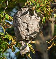 * Nomination Bald-faced hornet nest on Governors Island (NYC) --Rhododendrites 02:17, 2 September 2023 (UTC) * Promotion  Support Good quality. --XRay 03:33, 2 September 2023 (UTC)