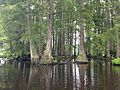 Thumbnail for Great Cypress Swamp