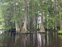 Cluster of bald cypress trees in Trap Pond State Park Bald Cypress.JPG