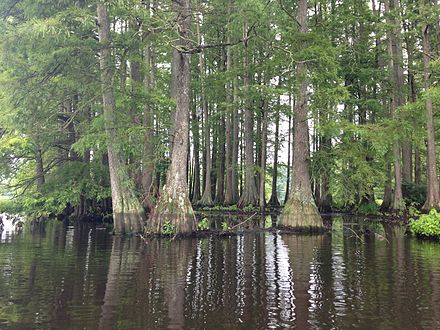 Bald cypress trees at Trap Pond State Park