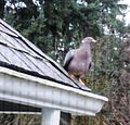 Band-tailed Pigeon (Patagioenas fasciata) on my roof - Flickr - brewbooks.jpg