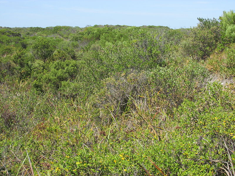 File:Bandy Creek - Bushland near end Castletown Quays.jpg