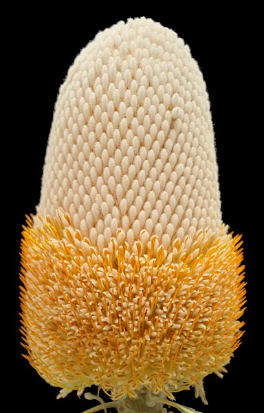 File:Banksia prionotes inflorescence.jpg
