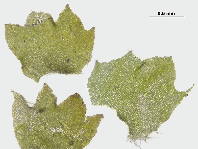 File:Barbilophozia hatcheri (b, 144809-474429) 3348.JPG