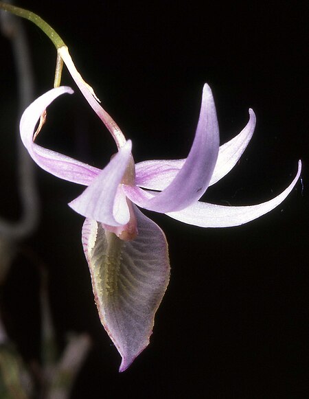 Barkeria naevosa