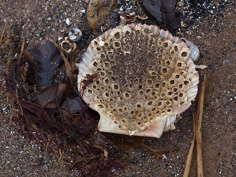 File:Barnacles growing inside a scallop (4505171623).jpg