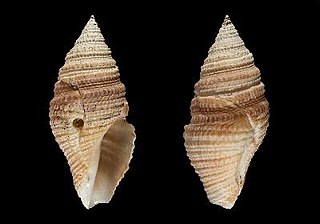 <i>Bathytoma punicea</i> Species of gastropod