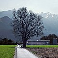 Baum und Misteln. Vaduz, Liechtenstein (36950280122).jpg