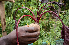 Beetroot. One of the new crops in Mbazzi. 01