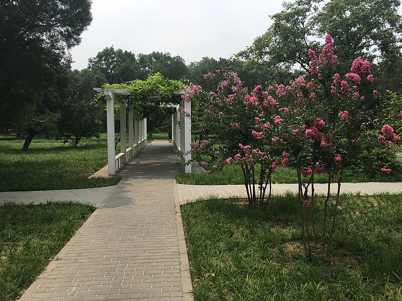 File:Beijing - Temple of Heaven Park IMG 5105 Chinese Rose Garden.jpg