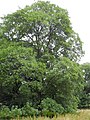 image=https://commons.wikimedia.org/wiki/File:Bergpark_Wilhelmshöhe_-_Baum_438_2019-07-08.JPG