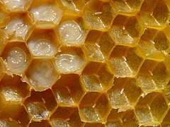Honeycomb with eggs and larvae