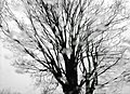 Bild (1) Ein Baum in der Uckermark,, Dorf,, Selchow,, 2020.jpg