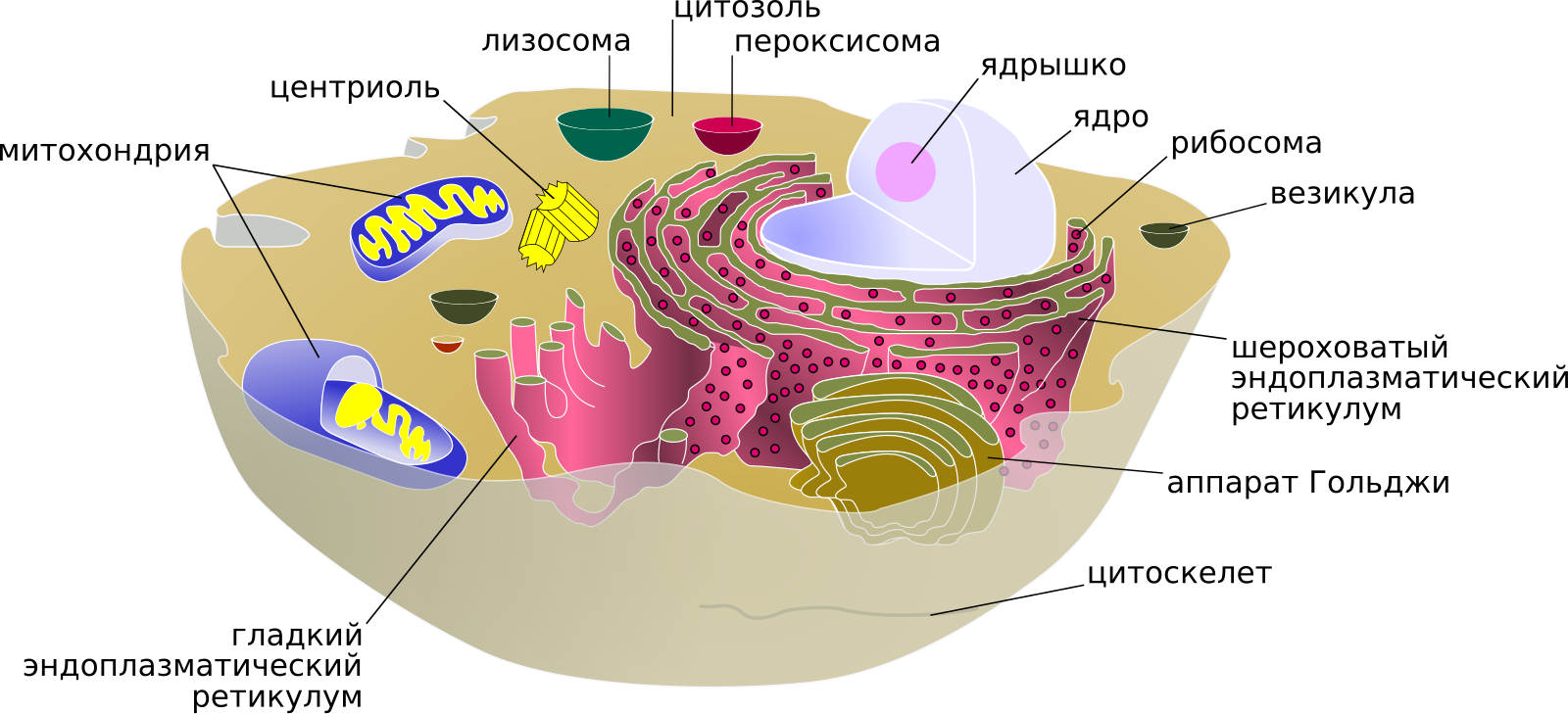 Органоиды синтезирующие белки. Органеллы, образующей внутреннюю среду клетки.. Название органеллы образующей внутреннюю среду клетки. Структура эукариотической животной клетки. Строение эукариотической клетки. Органоиды клетки.