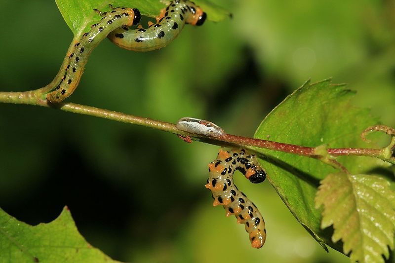 File:Birch sawfly larvae (plus hoverfly larva) - Flickr - S. Rae.jpg