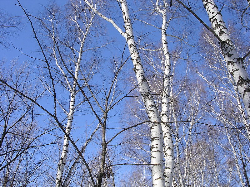 File:Birches-oliv.jpg